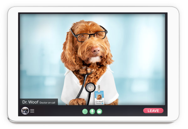 Telemedizin: Online-Video Termin für Ihren Hund und Katze Videosprechstunde